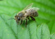 Акция «Лечение пчёлами со скидкой» продолжается
