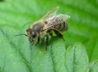 Акция «Лечение пчёлами со скидкой» продолжается