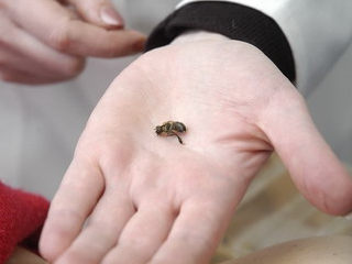 Акция «Здоровье от природы»! Курс апитерапии со скидкой